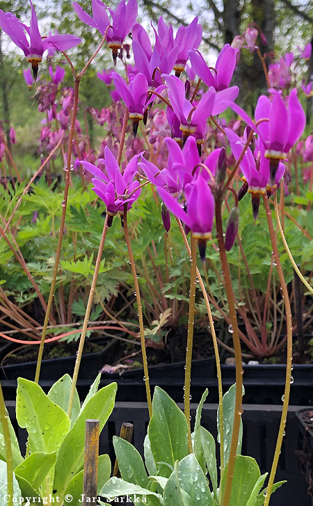 Dodecatheon frigidum, jumaltenkukka